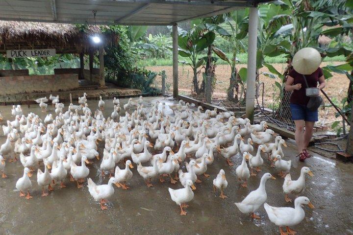 ハノイから：プライベートカスタマイズされたニンビン日帰り旅行とダックリーダー