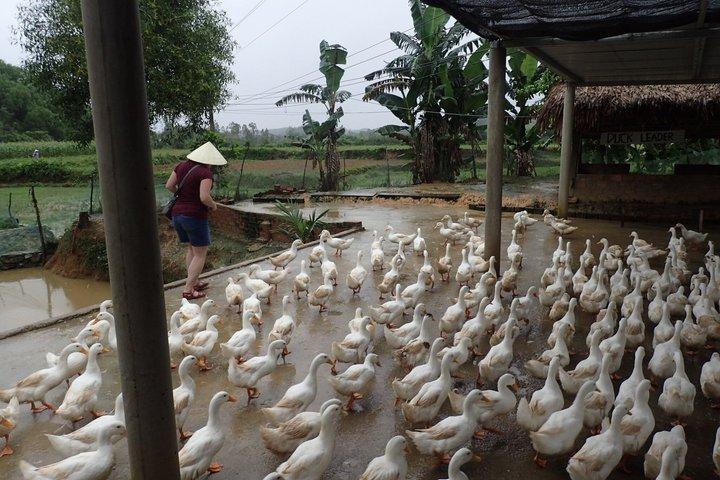 ハノイから：プライベートカスタマイズされたニンビン日帰り旅行とダックリーダー