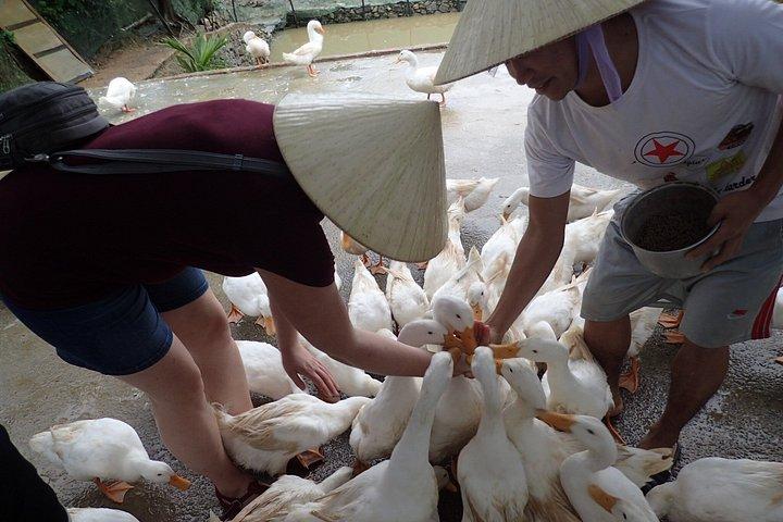 ハノイから：プライベートカスタマイズされたニンビン日帰り旅行とダックリーダー