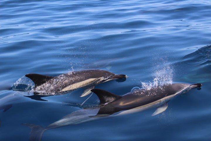 Biolog guidet delfin ser safari