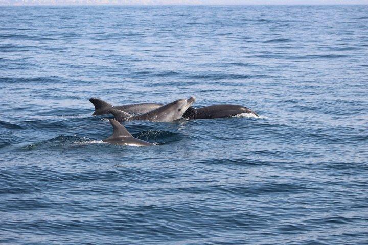Biolog guidet delfin ser safari