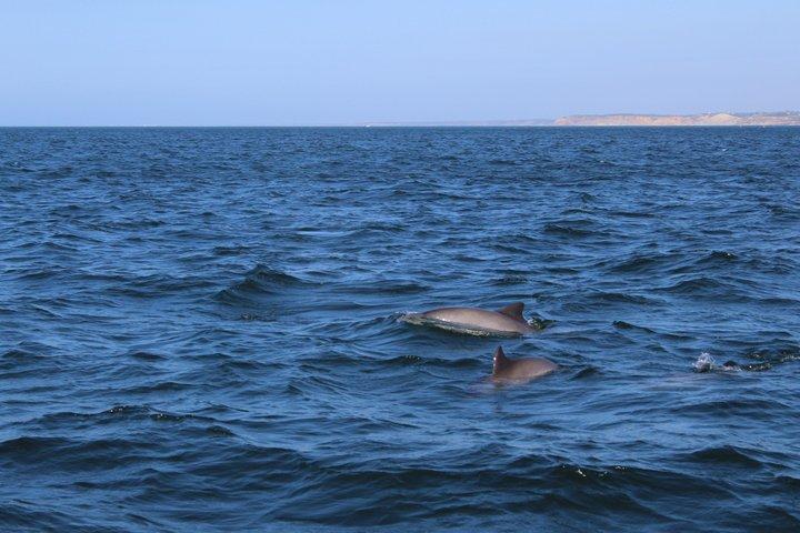 Biolog guidet delfin ser safari