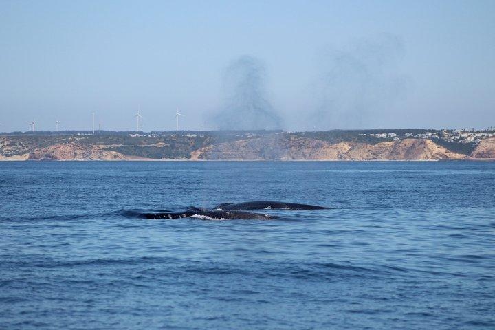 Biolog guidet delfin ser safari