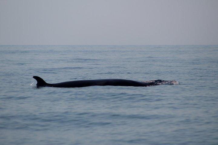 Biolog guidet delfin ser safari