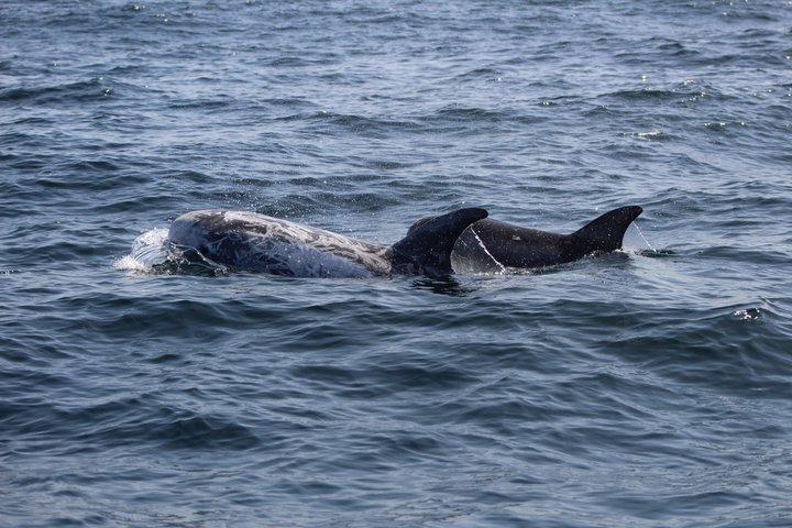 Biolog guidet delfin ser safari