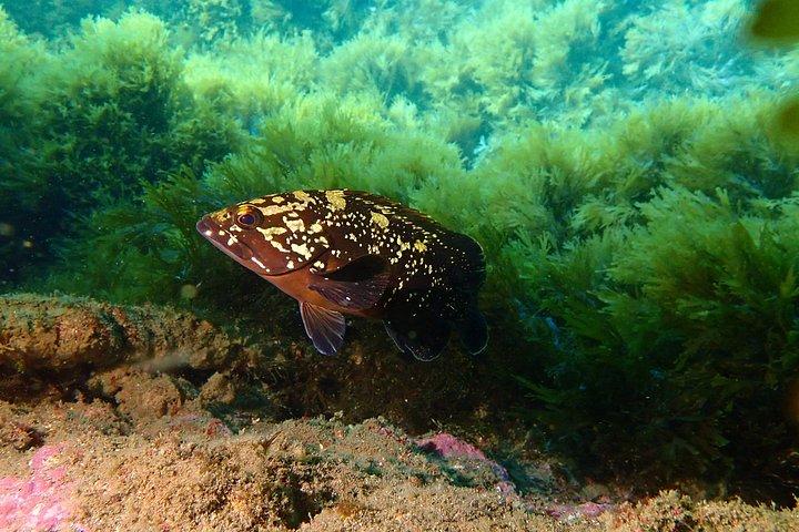 Buceo en la isla Terceira, Azores