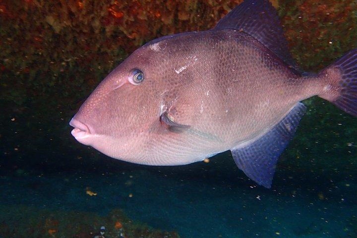 Buceo en la isla Terceira, Azores