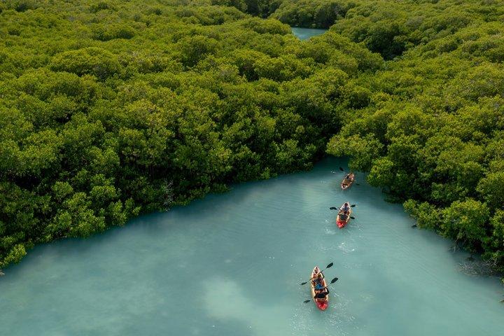 1 uur Mangrove kajak tour