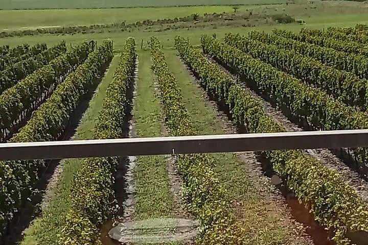 Winery and Wine Tasting Tour