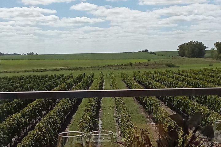 Winery and Wine Tasting Tour