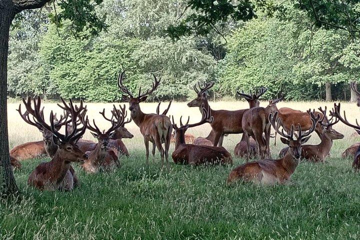 London E Bike Tour Richmond Park Deer and Hidden Gems