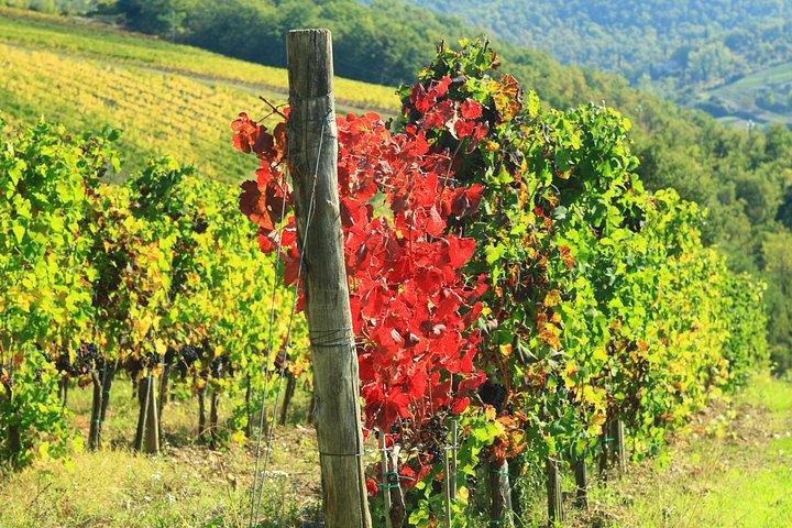 Vineyard Tour and Wine Tasting in Chianti Classico
