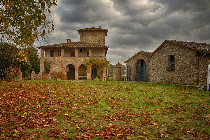 Vineyard Tour and Wine Tasting in Chianti Classico