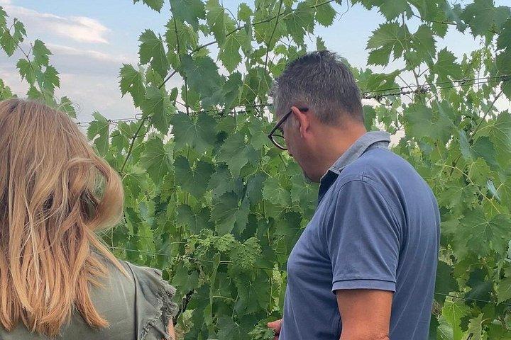 Vineyard Tour and Wine Tasting in Chianti Classico