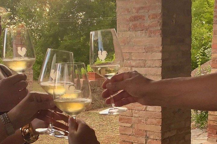 Vineyard Tour and Wine Tasting in Chianti Classico