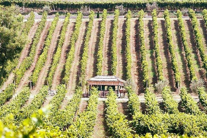 Small Group Vineyard Experience with Wine Albanian Food and Pool