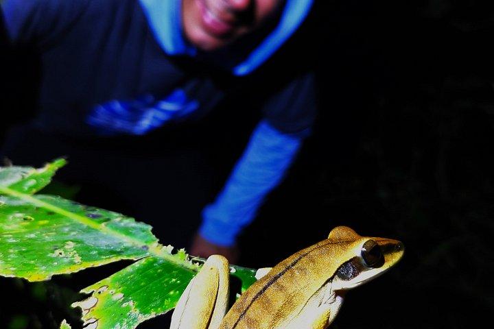Night walk and search for tarantula sloths
