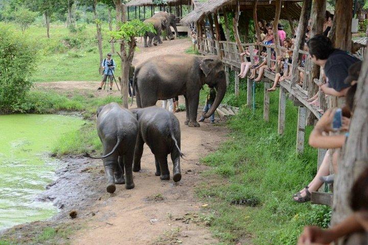 Desde Bangkok Experiencia en el cuidado de elefantes y excursión de un día al río Kwai