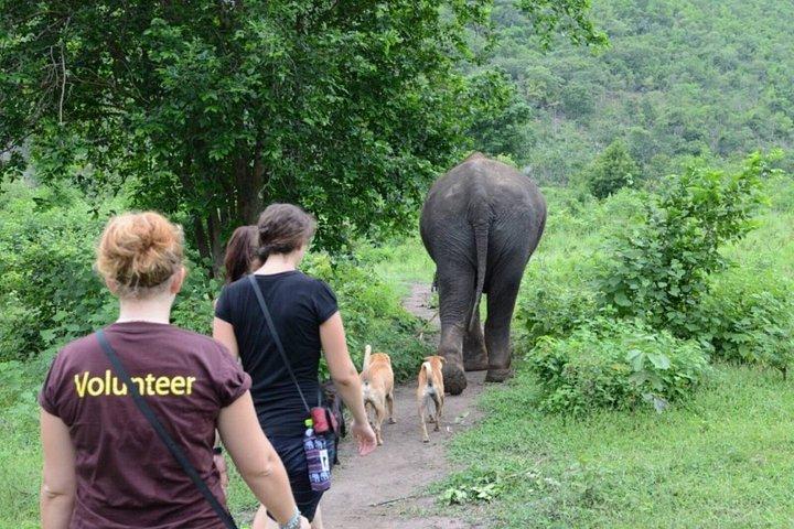 バンコク象の飼育体験とクワイ川日帰り旅行から