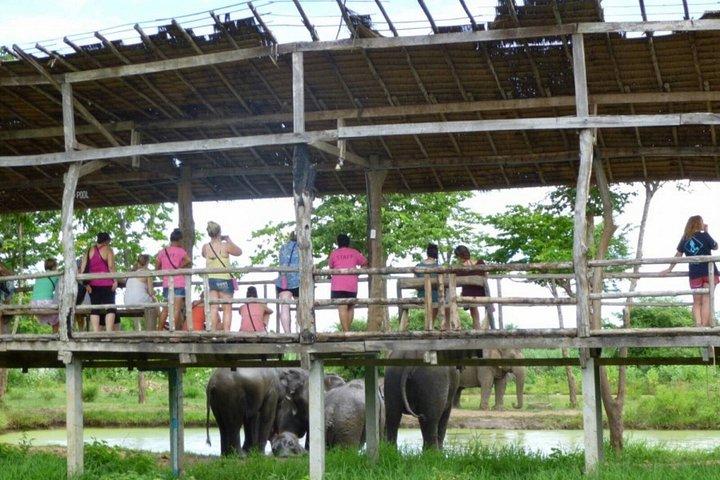 バンコク象の飼育体験とクワイ川日帰り旅行から