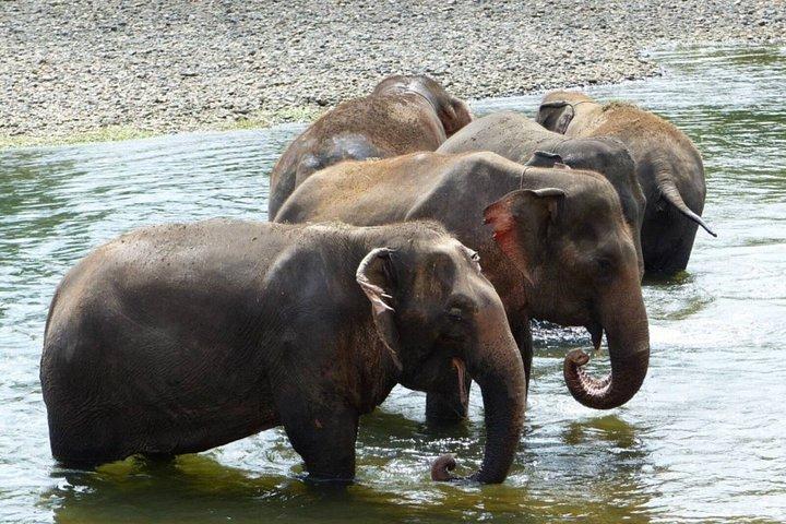 バンコク象の飼育体験とクワイ川日帰り旅行から