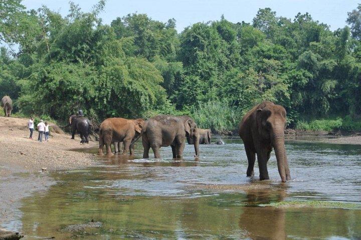 バンコク象の飼育体験とクワイ川日帰り旅行から