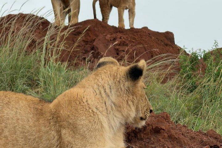 ケニアとタンザニアのサファリ野生動物の渡り14日間