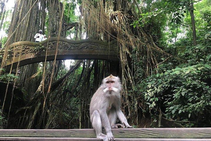 ウブドモンキーフォレスト棚田の滝日帰りツアー