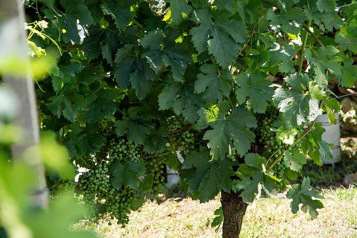 Domaso: Weinprobe im Weingut am Comer See