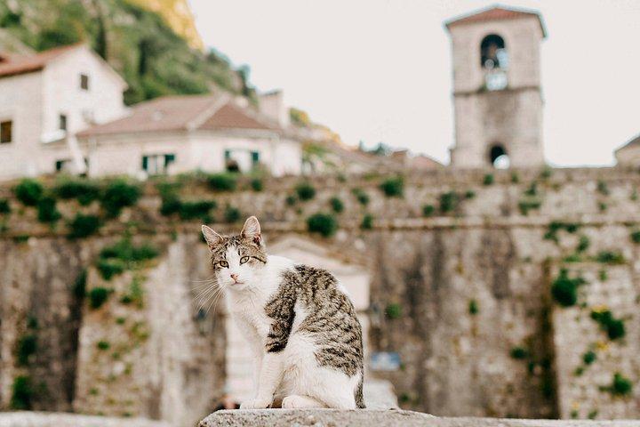 Kotor Walking Tour with Audio Guide on Your Smartphone