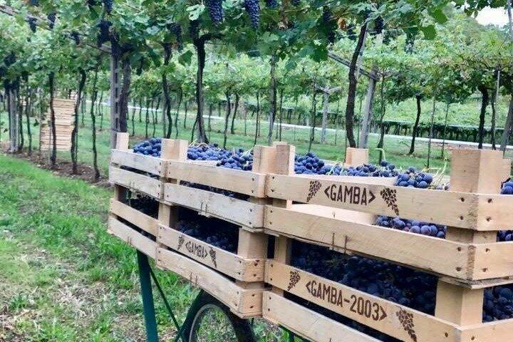 Amarone Weinprobe aus Verona