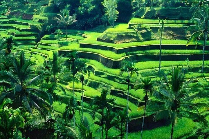 Tour privato di Ubud: danza di Barong, tempio, cascate e terrazza di riso