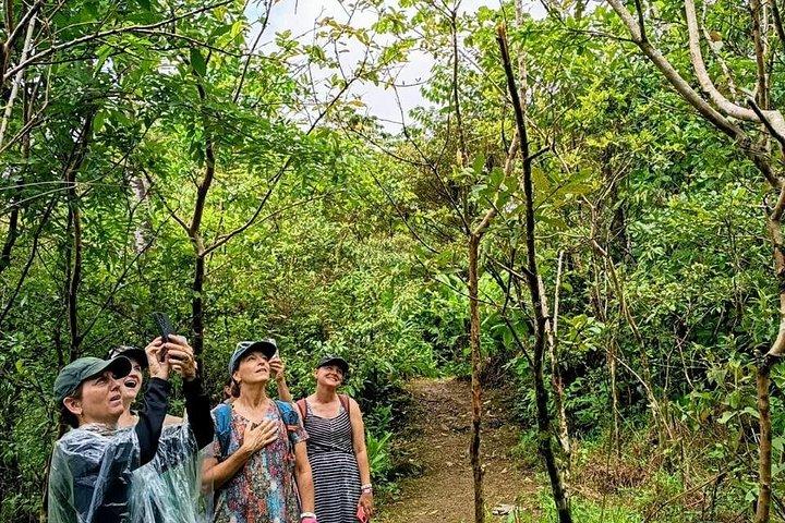 Sloth Watching , Coffee, Chocolate & Waterfall Experience