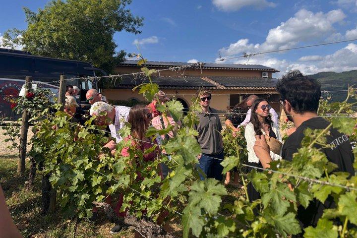 Weinprobe in kleiner Gruppe in der Toskana