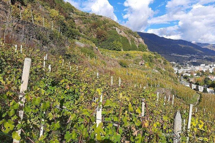 Tour de vinho privado: Vinhos em terraço com vista alpina de Milão