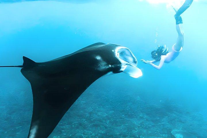 バリ島出発ペニダ島でのシュノーケリング