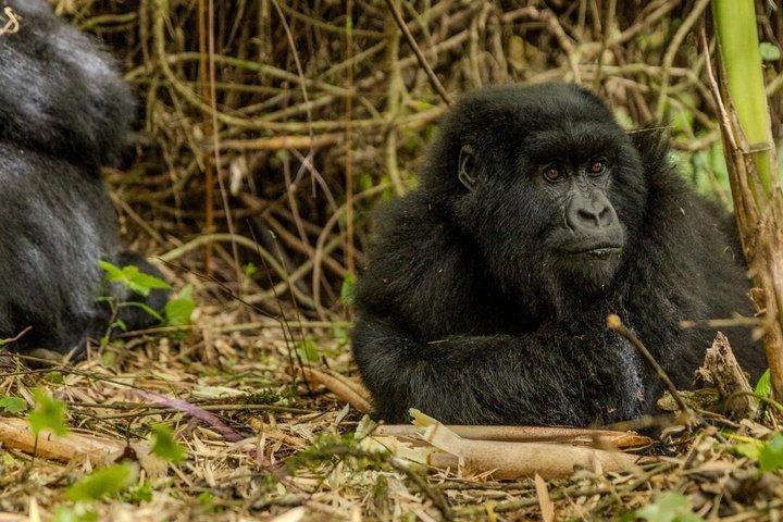 ボルケーノ国立公園マウンテンゴリラトレッキングへの送迎
