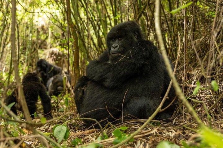ボルケーノ国立公園マウンテンゴリラトレッキングへの送迎