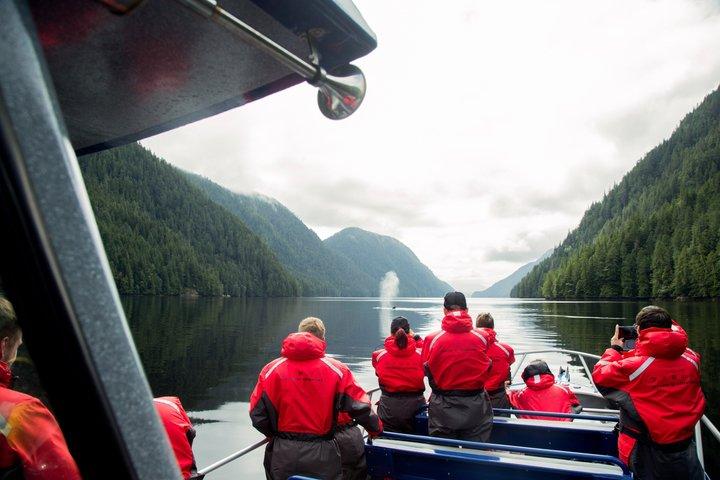Aventura de avistamiento de ballenas Tofino : Gris, Jorobada y Orcas