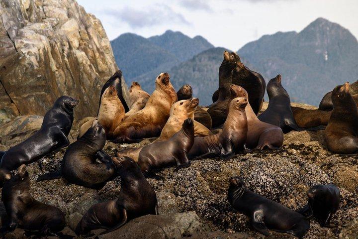 Aventura de avistamiento de ballenas Tofino : Gris, Jorobada y Orcas