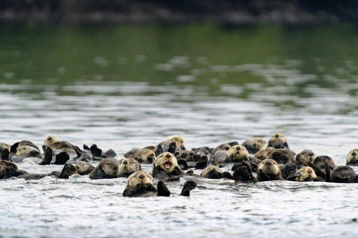 Aventura de avistamiento de ballenas Tofino : Gris, Jorobada y Orcas