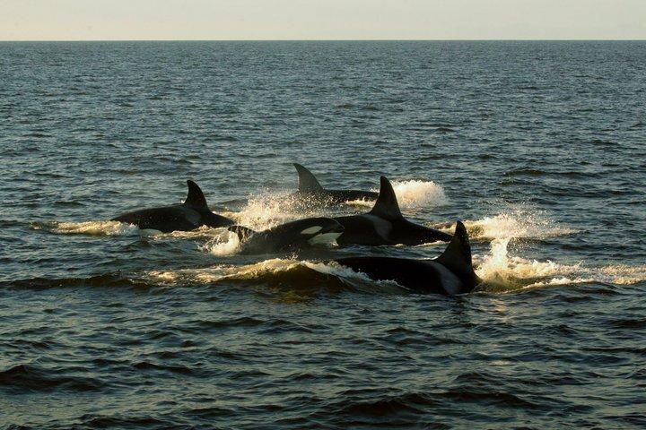 Aventura de avistamiento de ballenas Tofino : Gris, Jorobada y Orcas