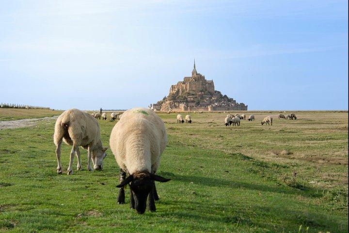 Escursione a Cherbourg: gita privata di un giorno a Mont-Saint-Michel