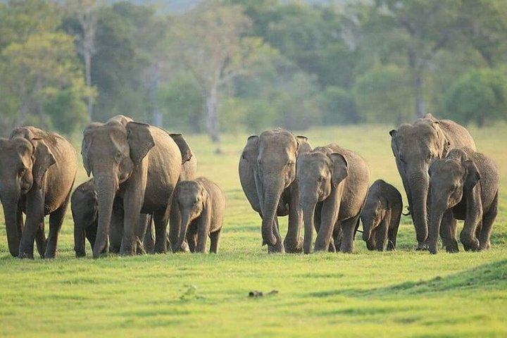 Södra Sri Lanka Privat anpassningsbar SUV Tour med chaufför