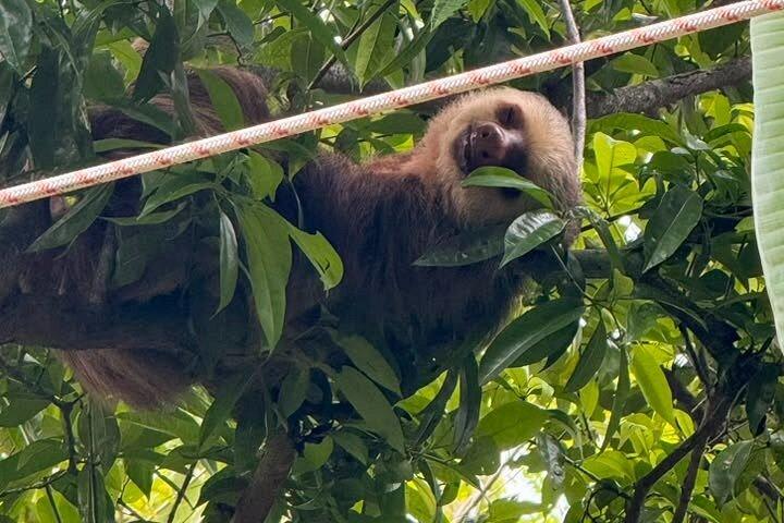 Samara Sloth Hiking & Butterfly Garden