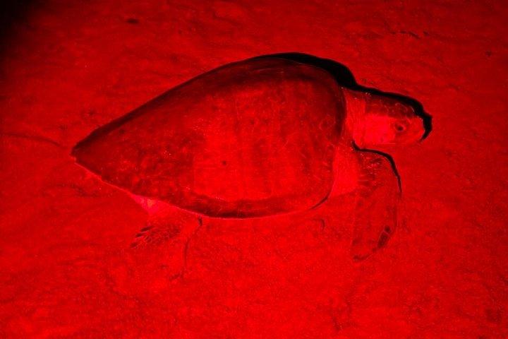 Sea Turtle Nesting and Hatching Tour Samara and Carrillo
