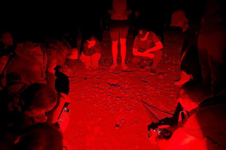 Sea Turtle Nesting and Hatching Tour Samara and Carrillo