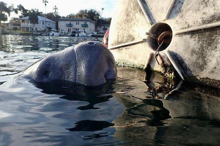 クリスタルリバー-マンティ＆野生動物鑑賞クルーズを見る