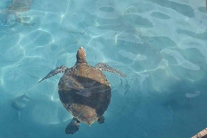 Turtle encounter, Hidden cave and Beach Tour
