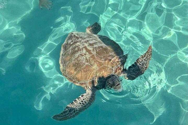 Encuentro con tortugas, cueva escondida y recorrido por la playa